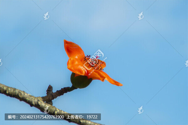 繁花盛開木棉花