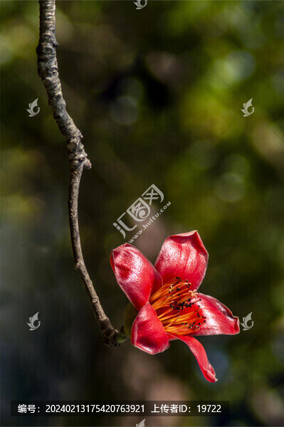 繁花盛開(kāi)木棉花