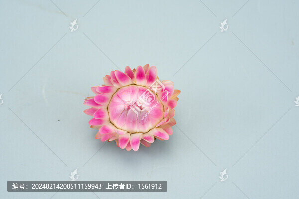 麥稈菊