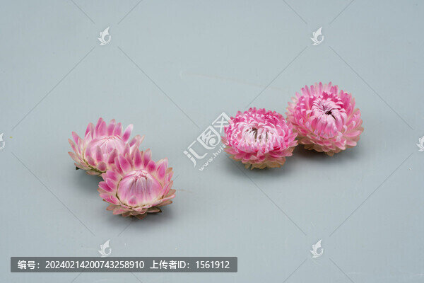 麥稈菊菊花