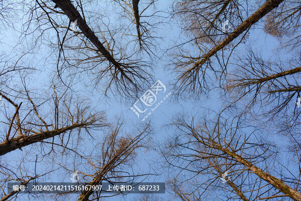低角度仰拍禿樹枝天空