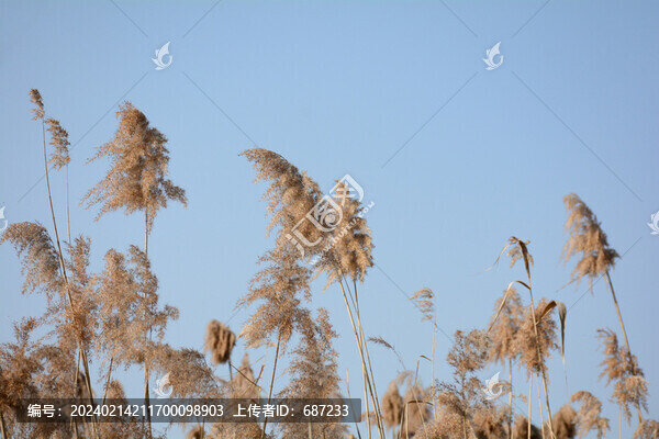 蘆葦花藍天
