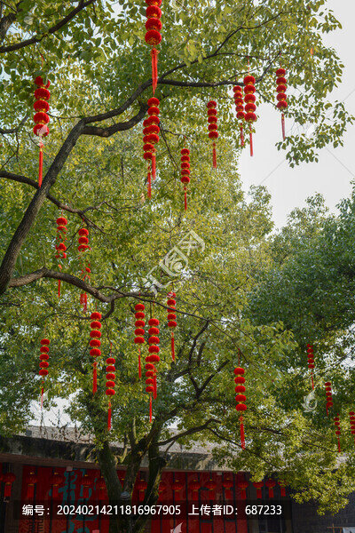 樹枝上掛著紅燈籠