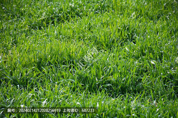 綠色麥田麥苗露珠特寫