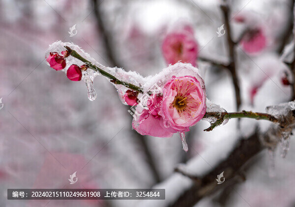 冰雪紅梅