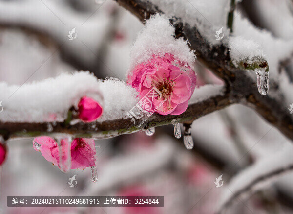 冰雪紅梅