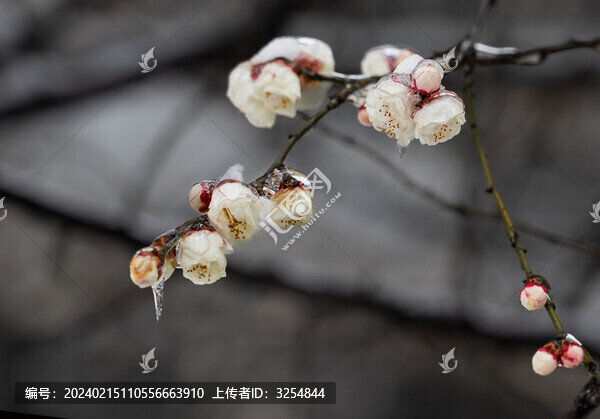 梅