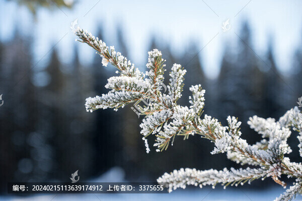 冬季新疆喀納斯景區(qū)風(fēng)景