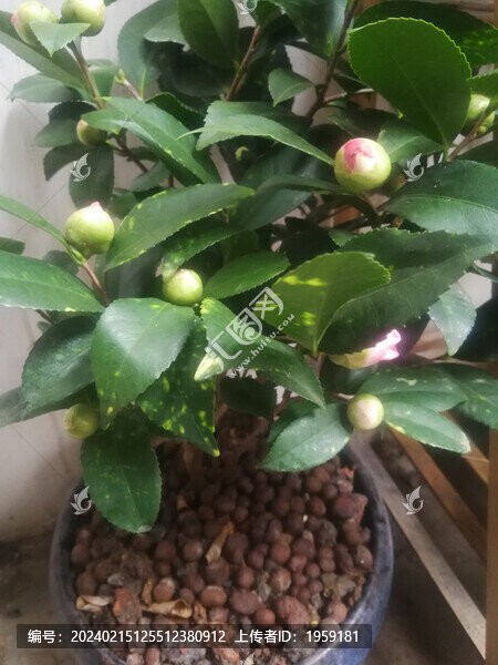 茶花