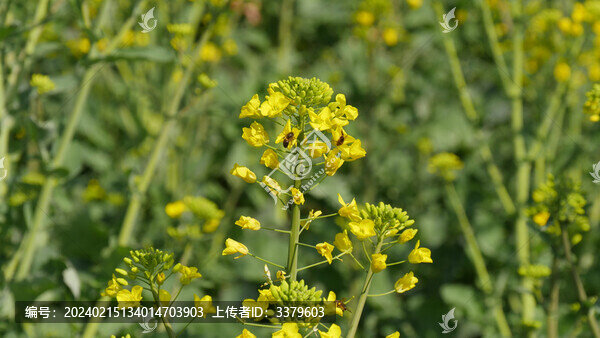 油菜花