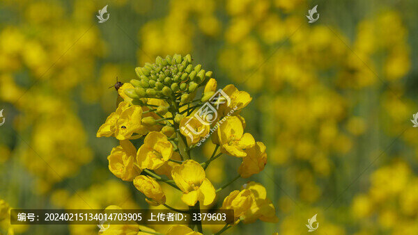 油菜花