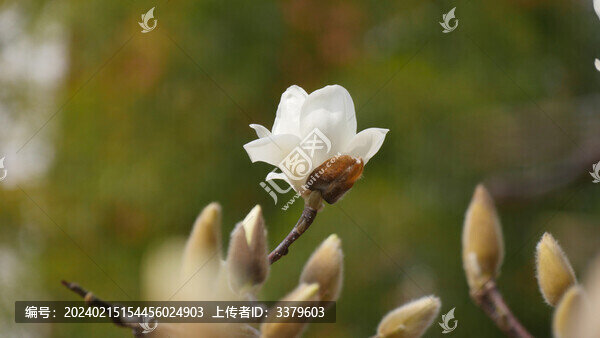 玉蘭花