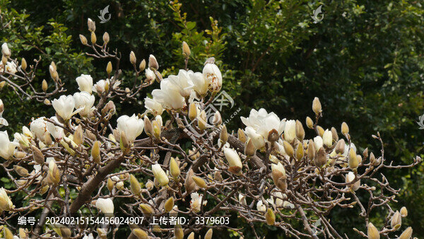 玉蘭花