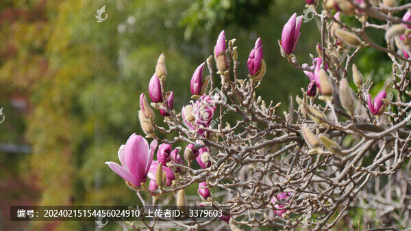 玉蘭花