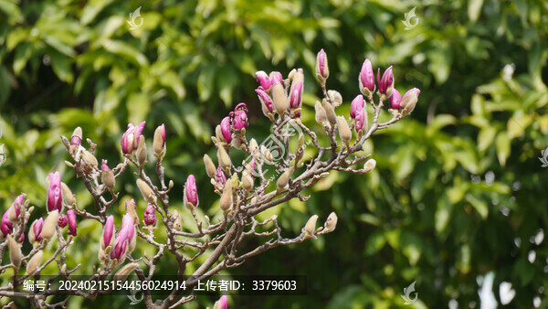 玉蘭花