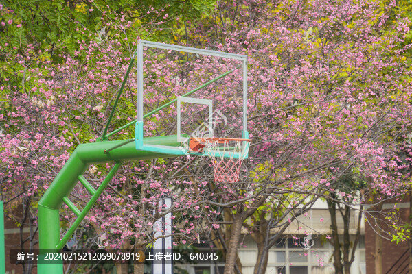 華南農(nóng)業(yè)大學校園櫻花