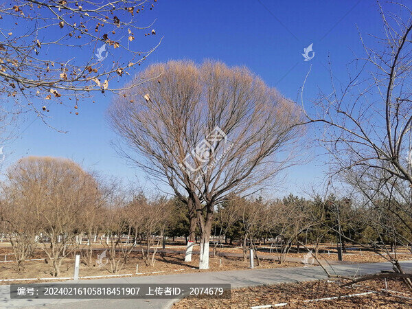 冬季公園
