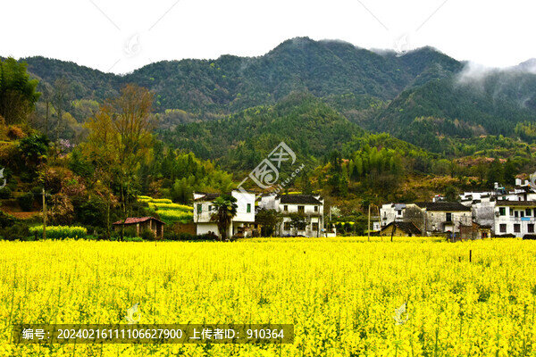慶源油菜花