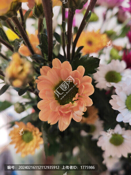 彩色菊花