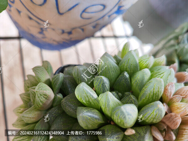 多肉