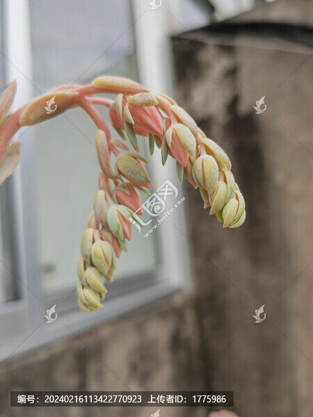 多肉花箭