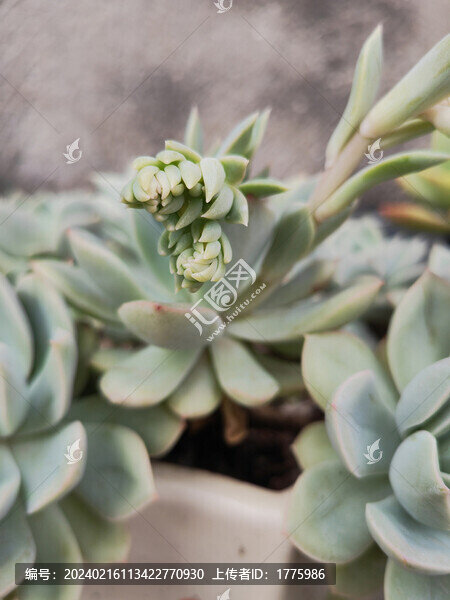 多肉花箭