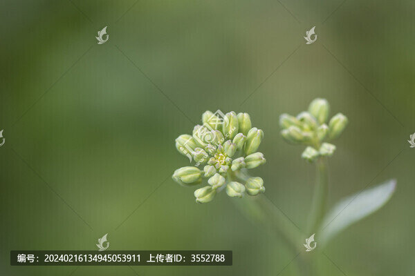 芥蘭花