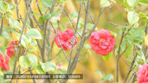 茶花