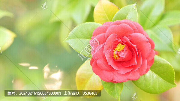 茶花