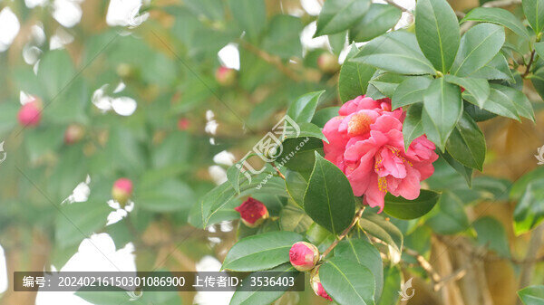 茶花