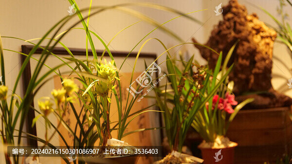 蘭花