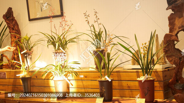 蘭花