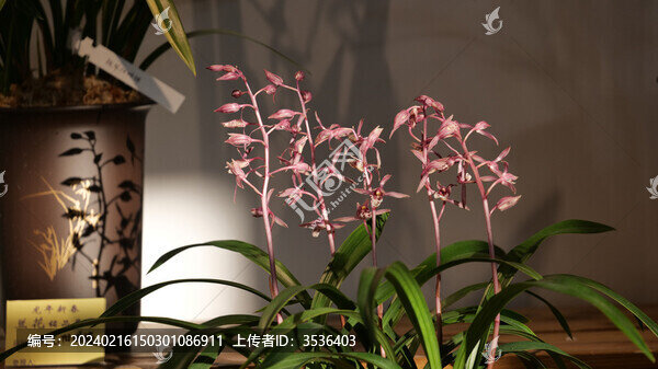 蘭花