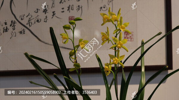 蘭花