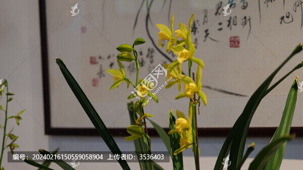 蘭花