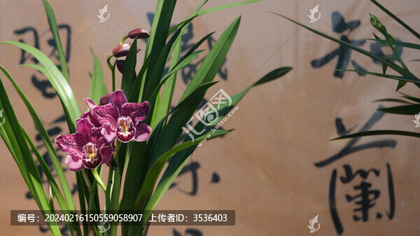 蘭花