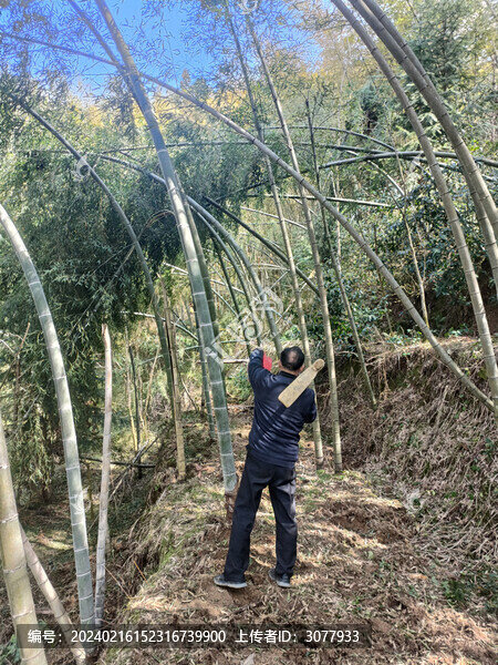 春天挖冬筍