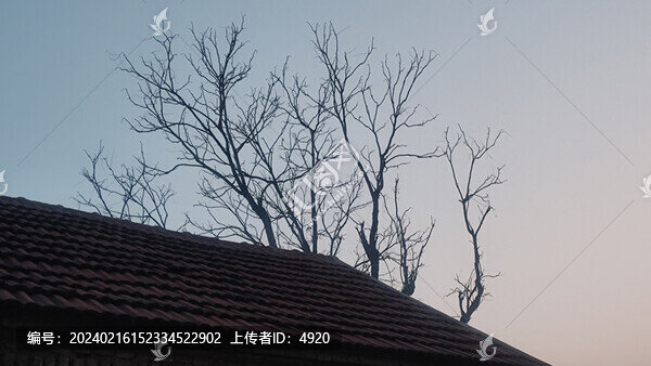 屋頂枯枝