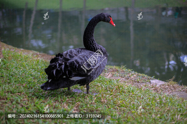 黑天鵝