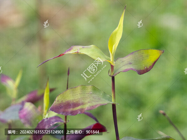 戶外野生的藎草