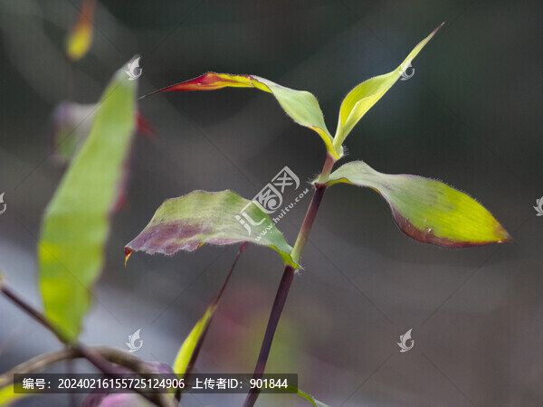 陽光下的藎草