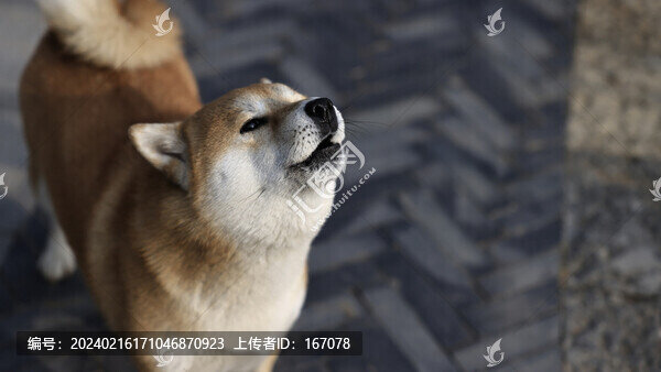 可愛的小柴犬