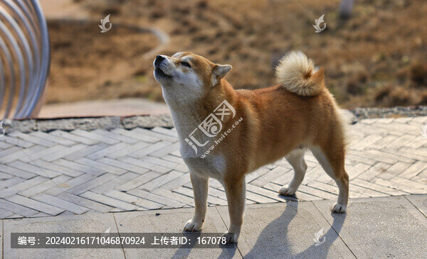 小柴犬