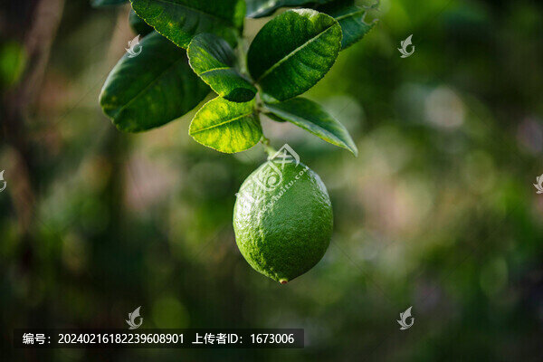 香水檸檬