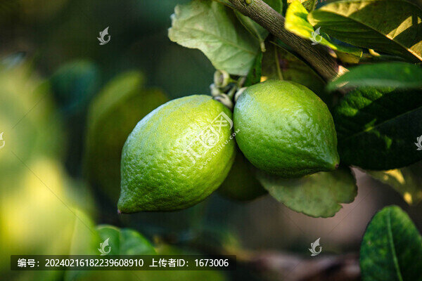 香水檸檬果