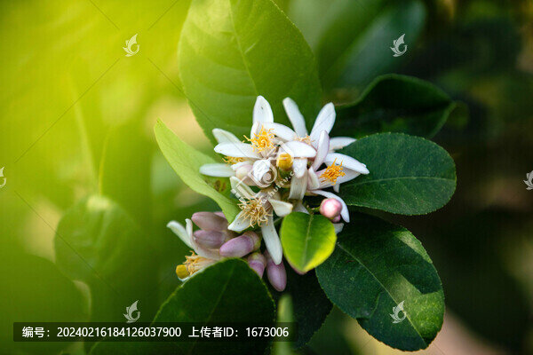 檸檬花