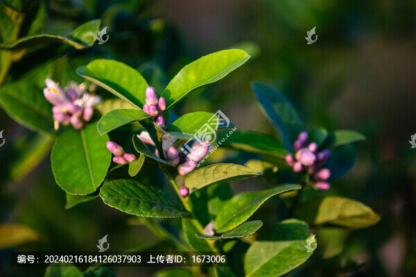 檸檬花