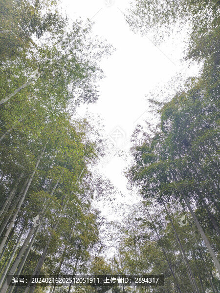 中國大竹海旅游區(qū)
