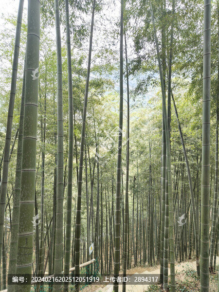 中國大竹海旅游區(qū)