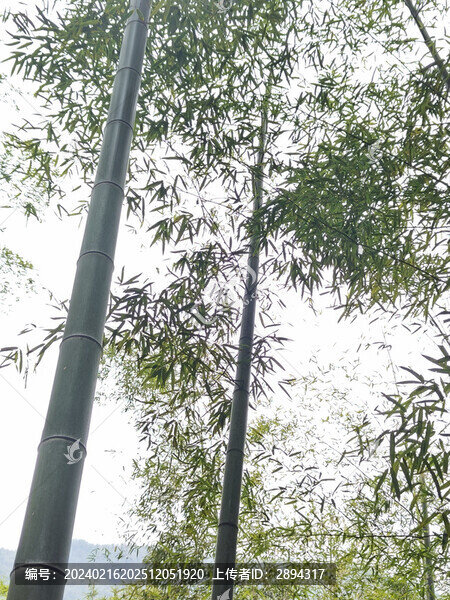 中國大竹海旅游區(qū)